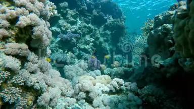 珊瑚礁，<strong>鱼类</strong>，外来<strong>鱼类</strong>。